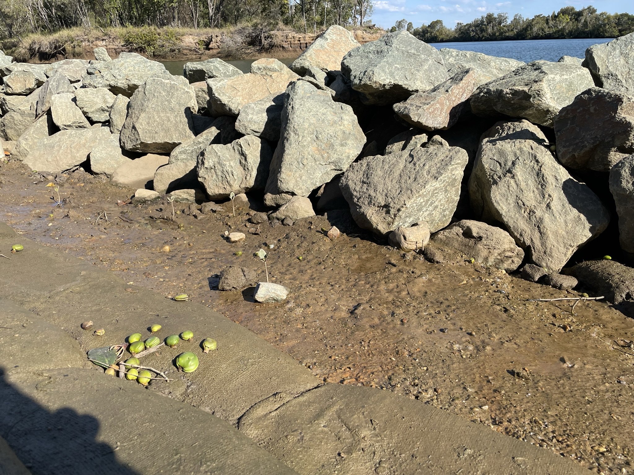 fish friendly - rocks