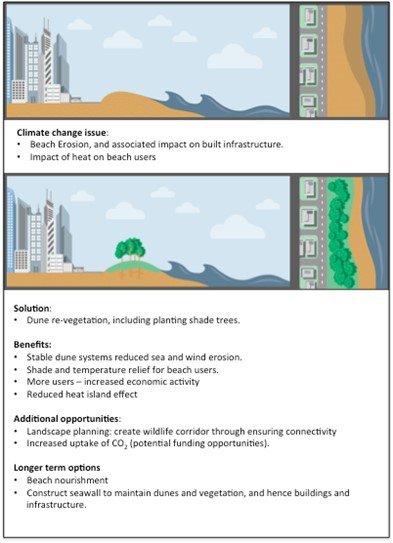 Adaptation options for dunes