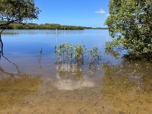 mangrove